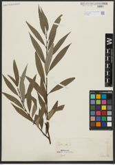 Foto von Salix alba L.